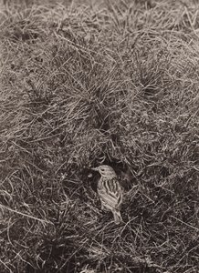 Meadow pipit (m/w kuva) tekijältä Richard and Cherry Kearton