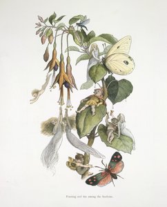 Fuschioiden parissa juhlimista ja hauskanpitoa tekijältä Richard Doyle