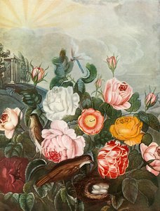 Roses, c1805, 1948. tekijältä Richard Earlom