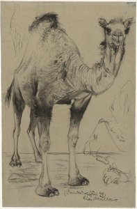 Dromedaari, 1894. tekijältä Richard Muller