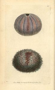 Syötävä merisiili, Echinus esculentus, George Shaw