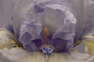 Pehmeä laventeli-iiris