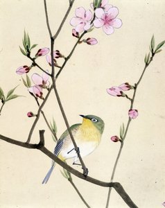 Lintu - Riou Chimin japanilainen piirros, 1800-luvun loppu tekijältä Riu Chim