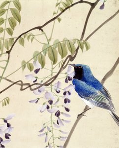 Lintu - Riou Chimin japanilainen piirros, 1800-luvun loppu tekijältä Riu Chim