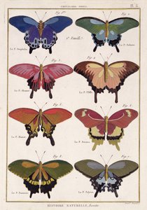 Perhosia M. Olivierin "Natural History of Insects" -kappaleesta