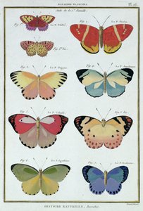 Perhosia M. Olivierin "Natural History of Insects" -kappaleesta tekijältä Robert Benard