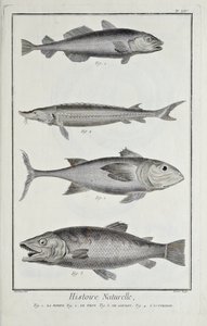 Turska, tonnikala, lohi ja sammi, kuva Denis Diderot