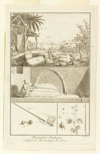 "Cultivation et Arsonnage du Coton" julkaisusta Diderot