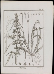 Kukkien merikuvio, noin 1810 (kaiverrus ja etsaus). tekijältä Robert Benard