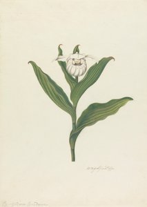 Naisten tossut (Cypripedium Canadense, Calceolus Maria)