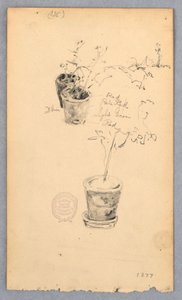 Piirros, Kukkaruukut, 1877 tekijältä Robert Frederick Blum