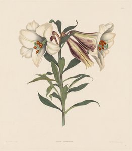 Valikoima Heksandrian kasveja, jotka kuuluvat Amaryllidae..., 1831-1832 luonnolliseen lahkoon. tekijältä Robert Havell