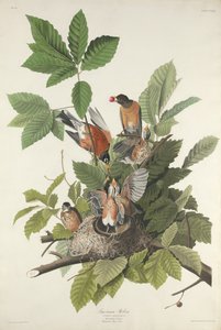 Amerikkalainen Robin, 1832. tekijältä Robert Havell