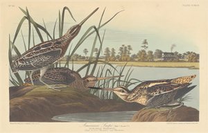 American Snipe, 1835. tekijältä Robert Havell