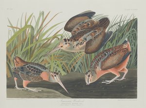 American Woodcock, 1835. tekijältä Robert Havell