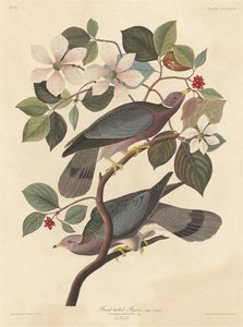 Nauhapyrstö, 1837. tekijältä Robert Havell