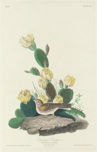Lahtisiipinen bunting, 1830. tekijältä Robert Havell