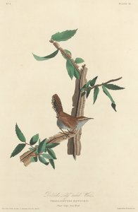 Bewickin pitkäpyrstö, 1827. tekijältä Robert Havell