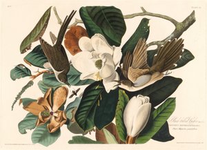 Mustakäki, 1828. tekijältä Robert Havell