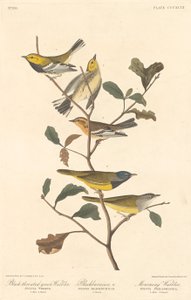 Mustakurkkuvihreä, mustakurkkukirkko ja murukirkko, 1837. tekijältä Robert Havell