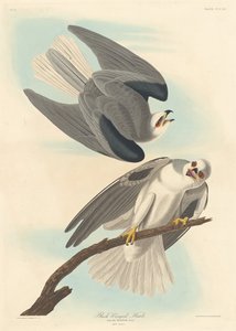 Mustasiipinen haukka, 1837. tekijältä Robert Havell