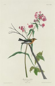 Blackburnian Warbler, 1832. tekijältä Robert Havell