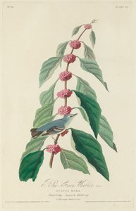 Sinivihreä loukku, 1828. tekijältä Robert Havell