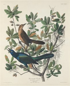 Boat-tailed Grackle, 1834. tekijältä Robert Havell