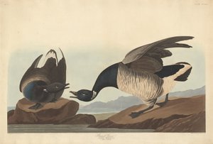 Brant Goose, 1837. tekijältä Robert Havell