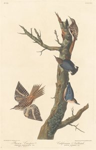 Brown Creeper ja Californian Nuthatch, 1838. tekijältä Robert Havell