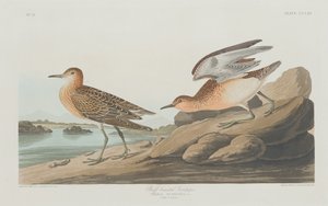 Buff-breasted Sandpiper, 1835. tekijältä Robert Havell