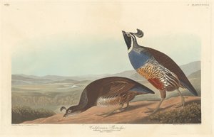 Kalifornian Partridge, 1838. tekijältä Robert Havell