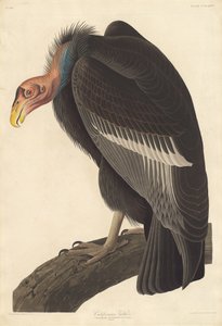 Kalifornian korppikotka, 1838. tekijältä Robert Havell
