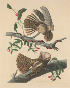 Chuck Willin leski, 1829. tekijältä Robert Havell