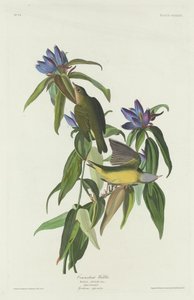 Connecticut Warbler, 1832. finlandès tekijältä Robert Havell