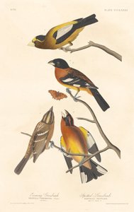 Iltapikka ja täplikäs nokka, 1837. tekijältä Robert Havell