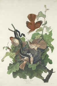 Rautarastas, 1831. tekijältä Robert Havell