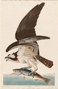 Fish Hawk, 1830. tekijältä Robert Havell