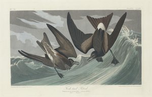 Haarukkapyrstö, 1835. tekijältä Robert Havell