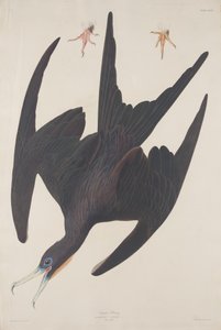 Fregatti Pelikaani, 1835. tekijältä Robert Havell