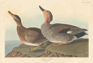 Gadwall-ankka, 1836. tekijältä Robert Havell