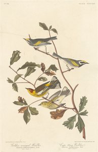 Kultasiivekäs ja Cape May Warbler, 1838. tekijältä Robert Havell
