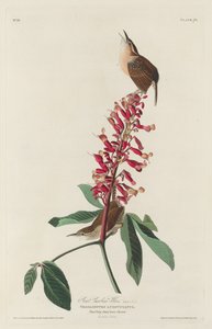 Suuri Carolina Wren, 1830. tekijältä Robert Havell