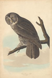 Suuri pöllö, 1837. tekijältä Robert Havell