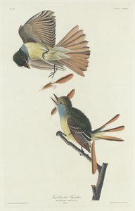 Isoharjakärpässieppo, 1832. tekijältä Robert Havell