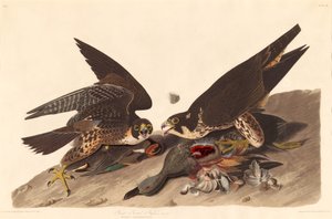 Isojalkahaukka, 1827. tekijältä Robert Havell