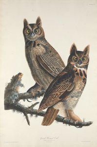 Sarvipöllö, 1829.