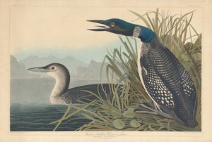 Great Northern Diver or Loon, 1836. tekijältä Robert Havell