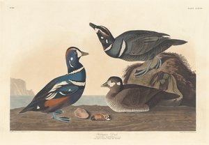 Harlekiiniankka, 1836. tekijältä Robert Havell