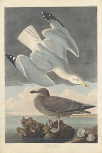 Silakkalokki, 1836. tekijältä Robert Havell